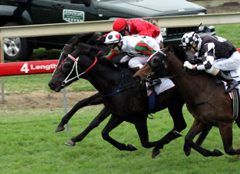 Shootoff 2011 Queensland Derby2